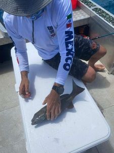 Bluespotted seabass