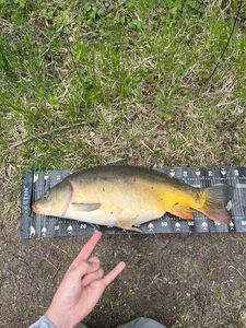Mirror Carp