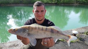 Zander