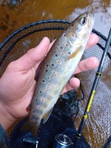 Brown Trout