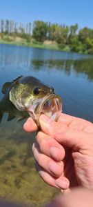 Largemouth Bass