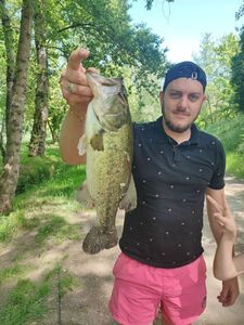 Largemouth Bass