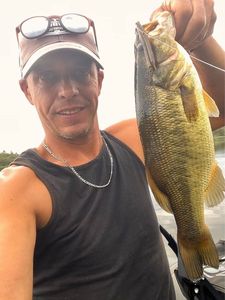 Largemouth Bass