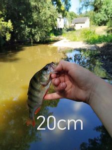European Perch