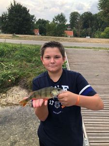 Yellow Perch