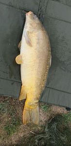 Common Carp