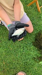 Common Bream