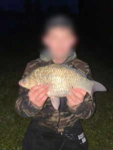 Crucian Carp