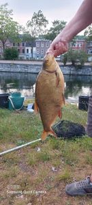 Common Bream