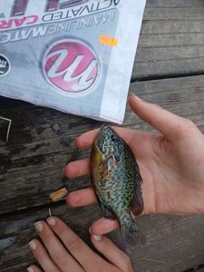 Green Sunfish