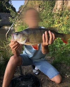 European Perch