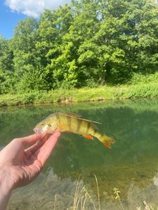 European Perch
