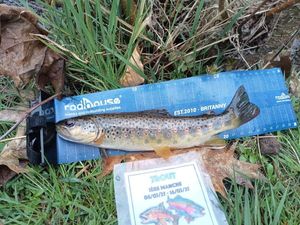 Brown Trout