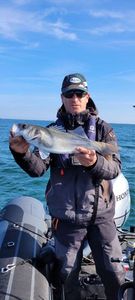 European Bass (Seabass)