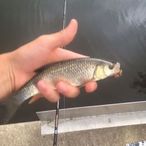 Chub