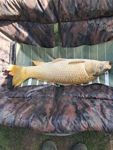 Common Carp