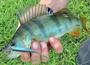 European Perch