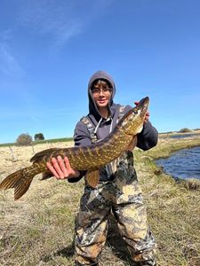 Northern Pike