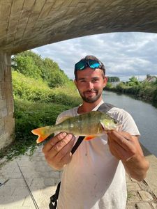 European Perch