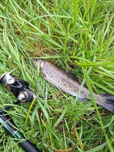 Rainbow Trout