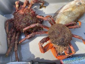 European Spider Crab