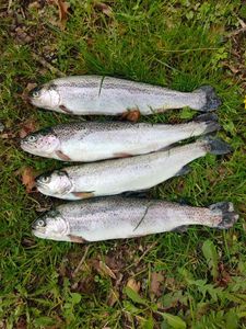 Brown Trout