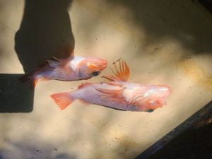 Redfish