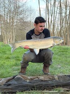 Grass Carp