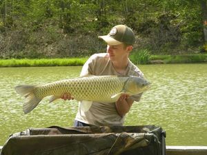 Grayling