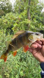 European Perch
