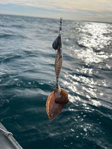 Common Cuttlefish