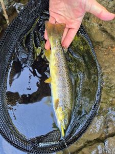 Brown Trout