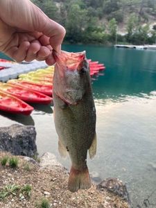 Largemouth Bass