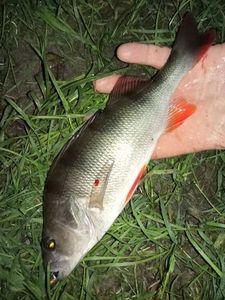 European Perch