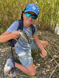 Largemouth Bass