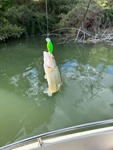 Smallmouth Bass