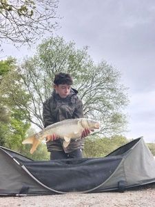 Mirror Carp