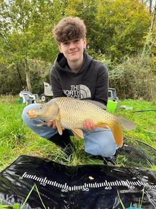 Common Carp