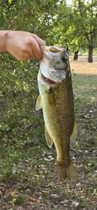 Black bass