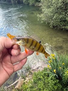 Largemouth Bass