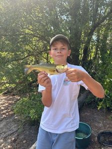 Largemouth Bass