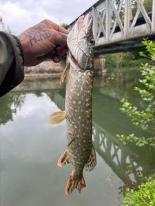 Northern Pike