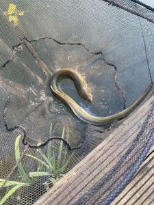 European Eel (Common Eel)
