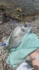 Gilthead Seabream