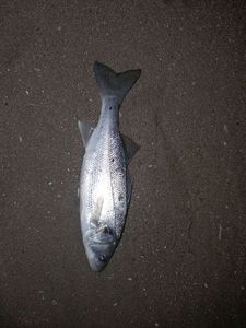 European Bass (Seabass)