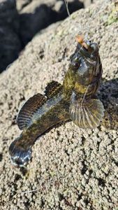 Black Goby