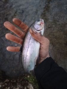 Rainbow Trout