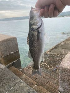 European Bass (Seabass)