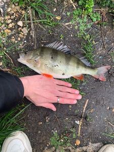 European Perch