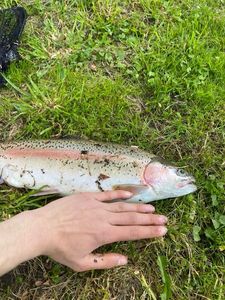 Rainbow Trout
